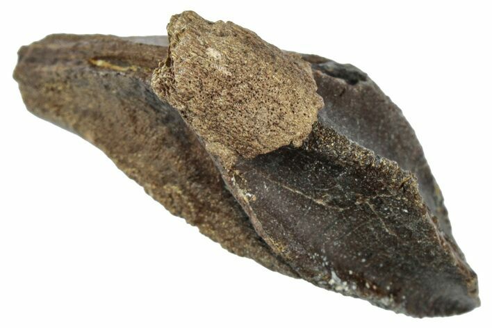 Unworn Triceratops Tooth with Partial Root - Wyoming #358152